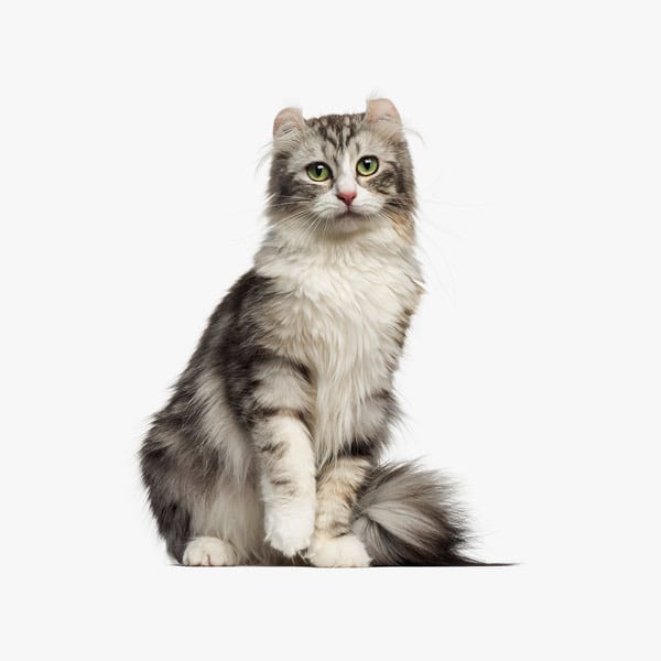Ovariotomija mačaka i kastracija mačora - LISTOPAD